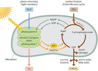 Photosynthesis and phototrophy in a chloroplast