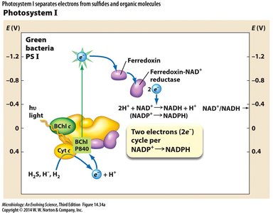 Photosystem I electron flow diagram
