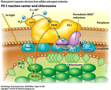 Photosystem I reaction center and chlorosome