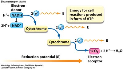 Electron transport system diagram