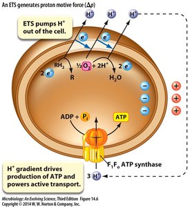 Electron transport system generates proton motive force