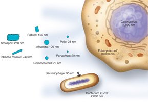 Relative sizes of viruses, bacteria, and eukaryotic cells