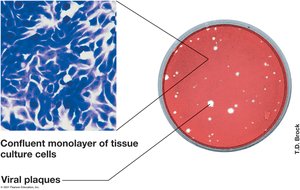 Animal cell cultures and viral plaques