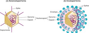 Nonenveloped and enveloped virus structure