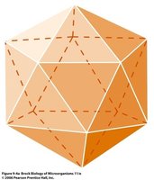 Icosahedral symmetry diagram