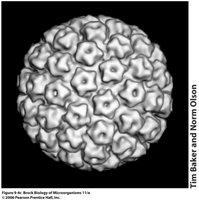 Icosahedral virus structure (HPV)