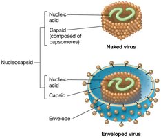 Naked vs. enveloped virus structure