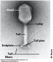 Bacteriophage structure with tail fibers