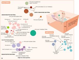 Modern prokaryotic taxonomy based on rRNA