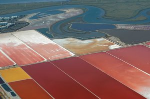 Halophiles in highly saline water