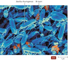 Bacillus thuringiensis and Bt toxin