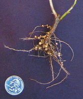 Nodules on pea plant roots (Rhizobium)
