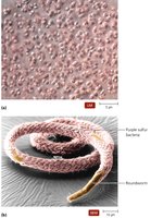 Purple sulfur bacteria