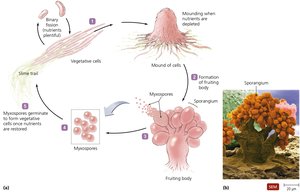 Life cycle of myxobacteria
