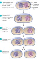 Binary fission in prokaryotes