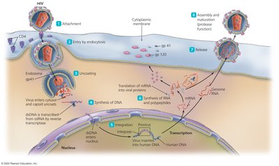 Replication cycle of HIV
