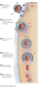 Process by which HIV attaches to and enters a host cell