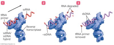 Action of Reverse Transcriptase in three steps