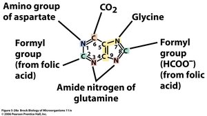 Sources of atoms in purine ring
