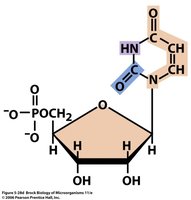 Uridylate structure