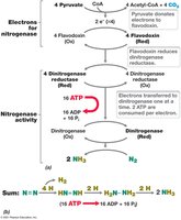 Nitrogenase reaction and ATP requirement