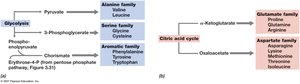 Amino acid biosynthetic families