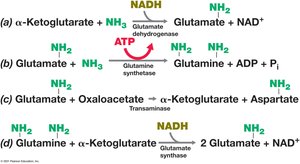 Ammonia assimilation pathways in bacteria