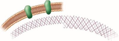 Glutaraldehyde cross-linking with microbial proteins