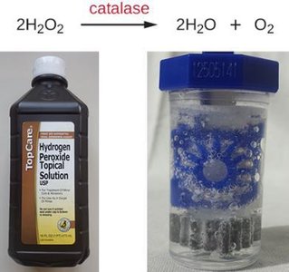 Hydrogen peroxide decomposition by catalase