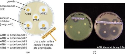 Disk-diffusion assay for antimicrobial effectiveness