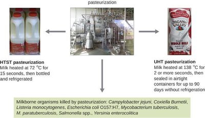 HTST and UHT pasteurization processes for milk