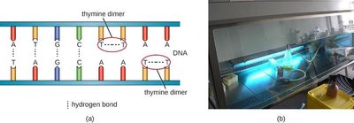 UV radiation causing thymine dimers in DNA and laboratory UV sterilization