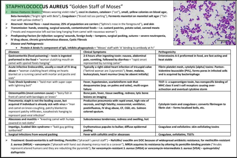 Staphylococcus aureus features and clinical table