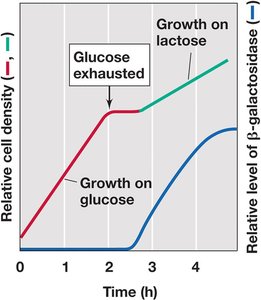 Diauxic growth curve