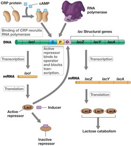 Catabolite repression mechanism