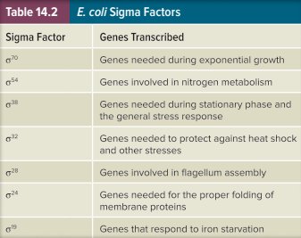 E. coli sigma factors table