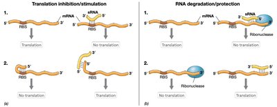 sRNA regulation of translation and mRNA stability