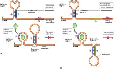 Riboswitch mechanism for translation and transcription regulation