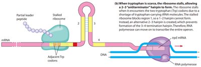 Attenuation mechanism: antiterminator hairpin formation
