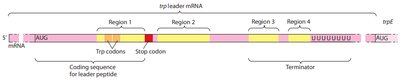 Attenuation mechanism: terminator hairpin formation