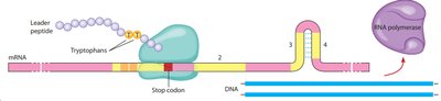 trp operon leader sequence and attenuation
