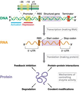 DNA, RNA, and protein regulation overview