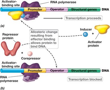 DNA-binding protein regulation