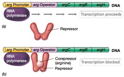 Repressible operon (arg operon) regulation