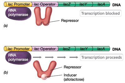 Inducible operon (lac operon) regulation