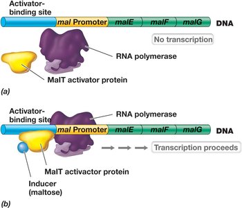 Positive control of maltose operon