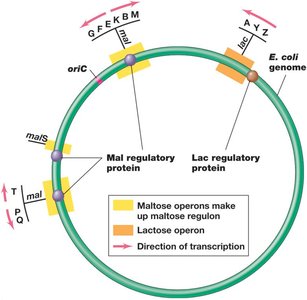 Global control: regulons in E. coli genome