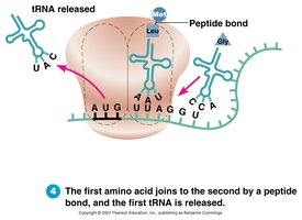 Translation: tRNA release and peptide bond formation