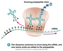 Translation: elongation of polypeptide chain