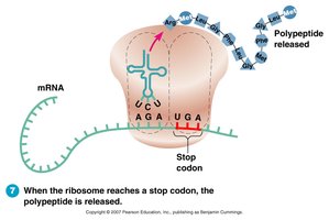Translation: termination at stop codon